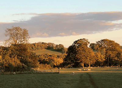 image of fields and sheep in evening sunlight